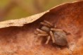 /album/clubionidae/clubiona-sp-m-jpg/